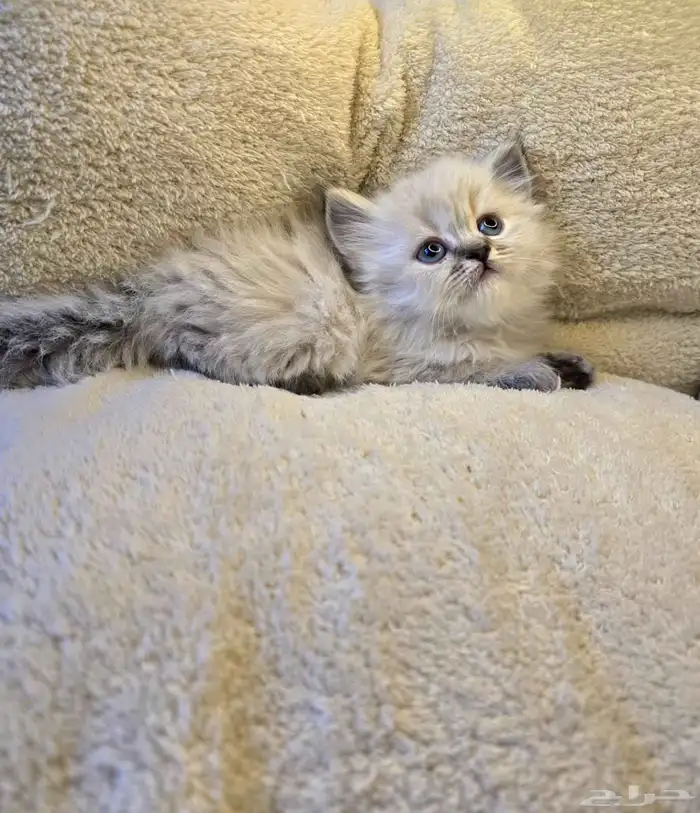 كتن قطط همالايا 2