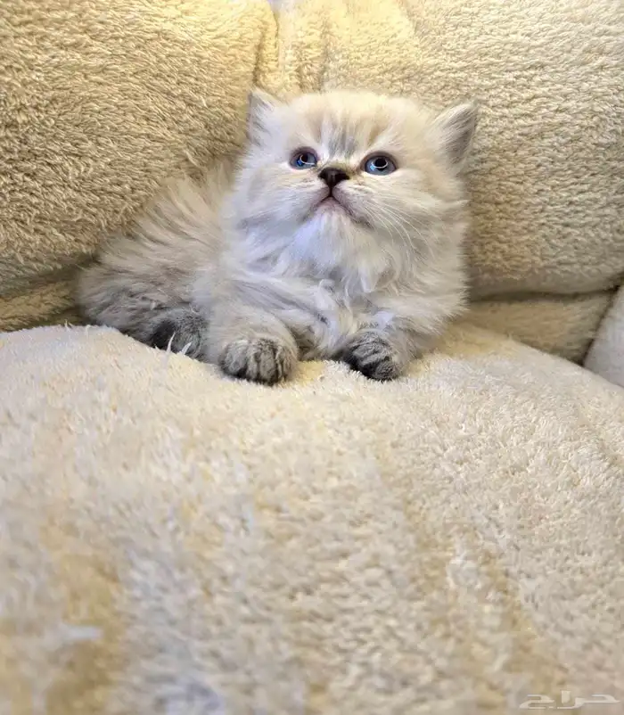 كتن قطط همالايا 0