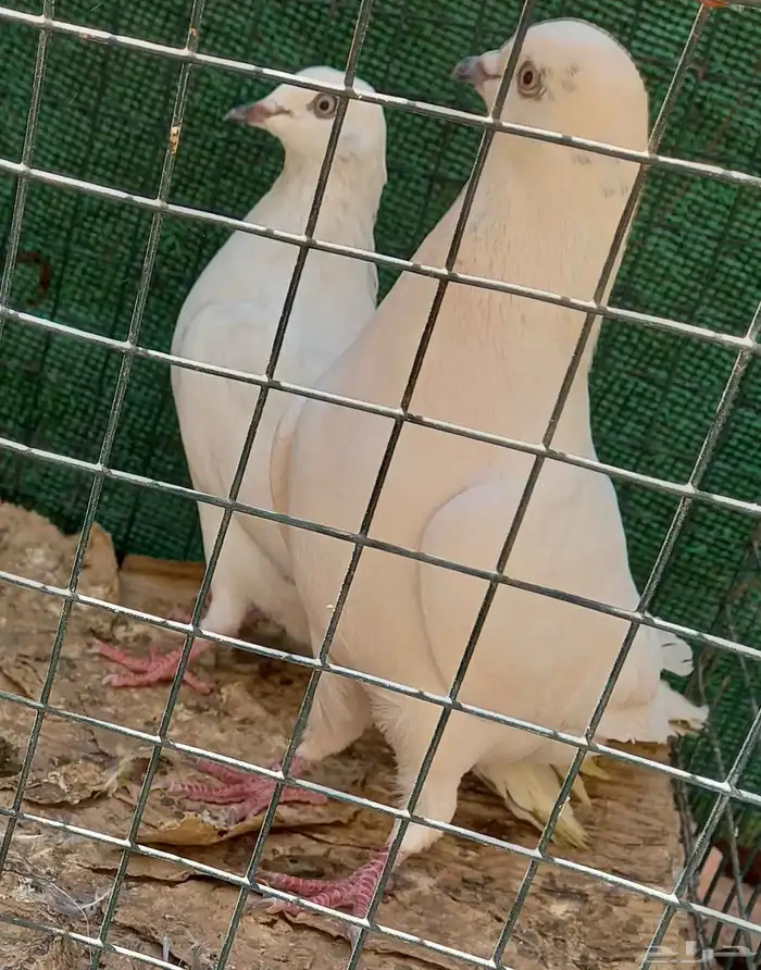 حمام باكستاني وحشي 0