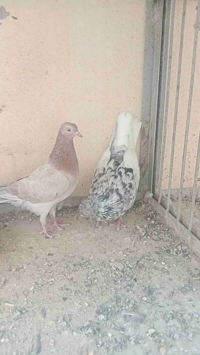 سلام عليكم 0