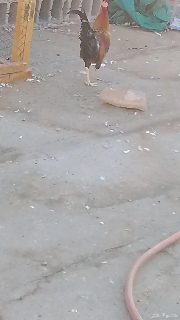 سلام عليكم ورحمه الله وبركاته يوجد دجاج ديك بلدي عربي اصيل ت 6