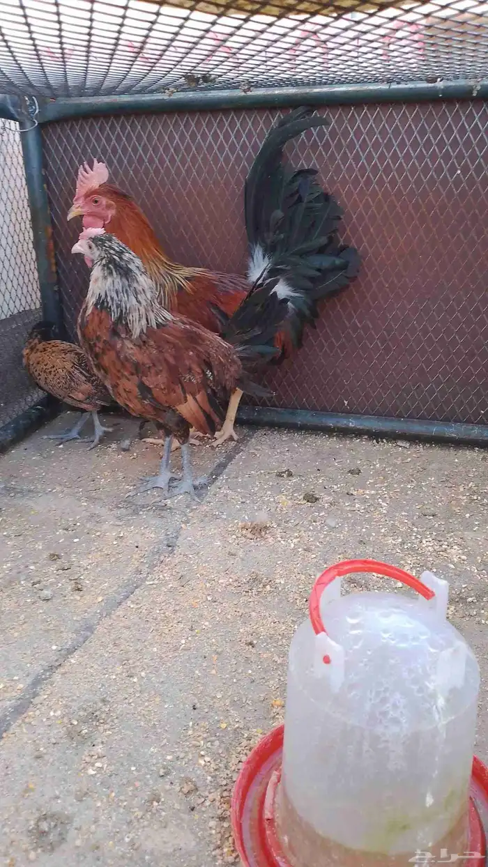 سلام عليكم ورحمه الله وبركاته يوجد دجاج ديك بلدي عربي اصيل ت 3