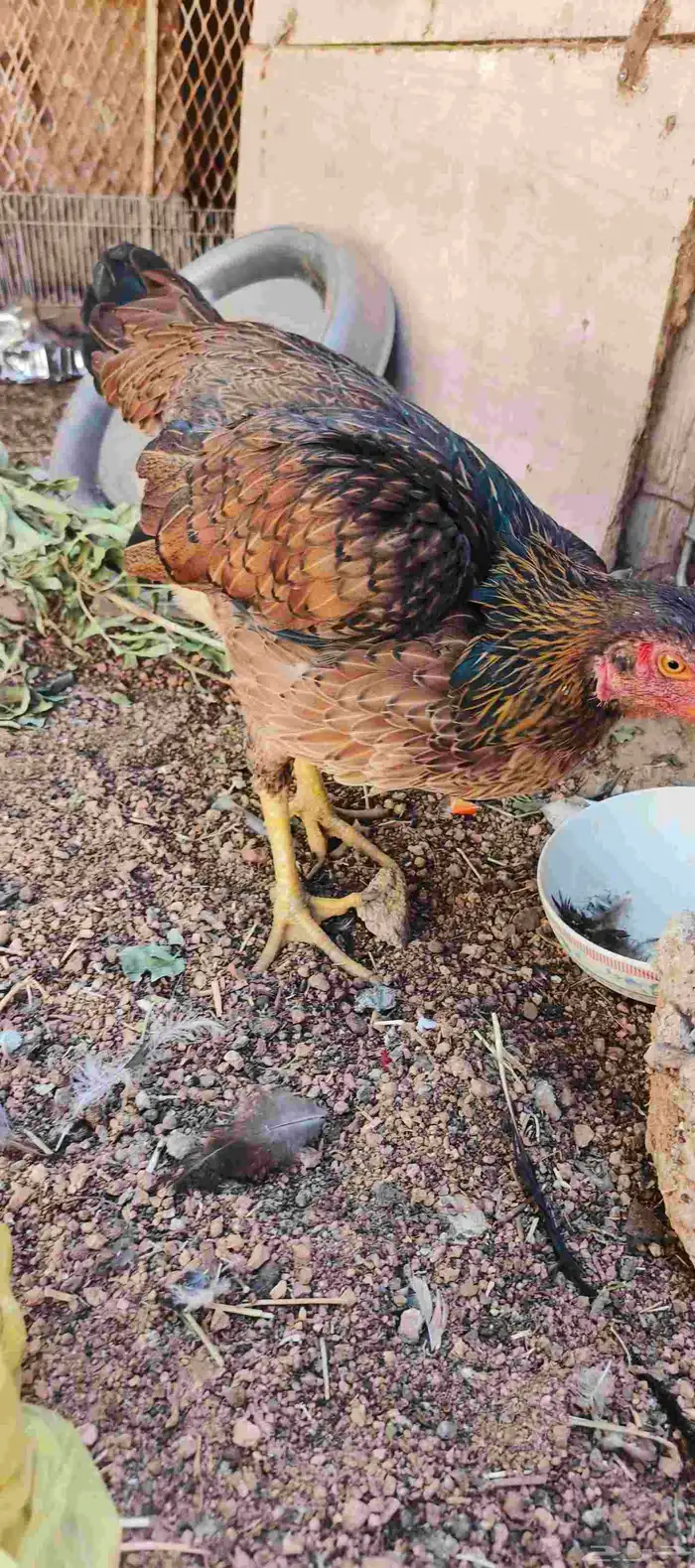 دجاجه باكستاني 2