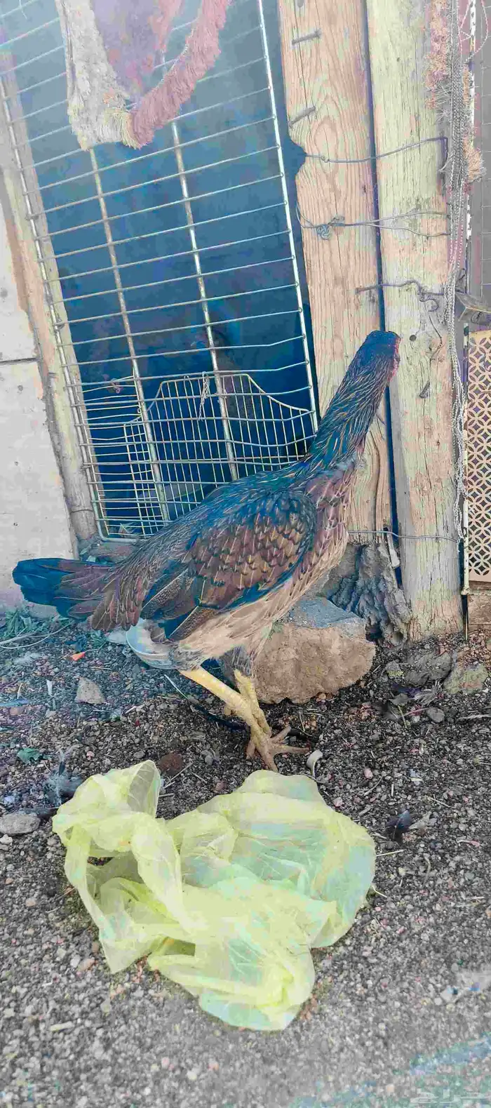 دجاجه باكستاني 0