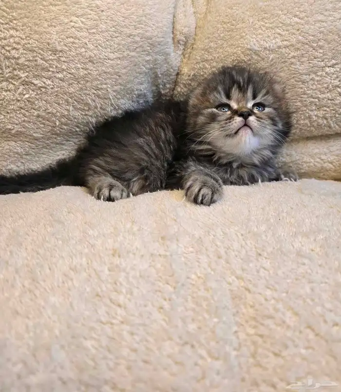 كتن للبيع شامل المستلزمات 1