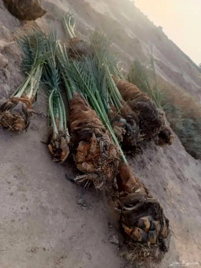 نخل عربي للبيع صغير وكبير 6