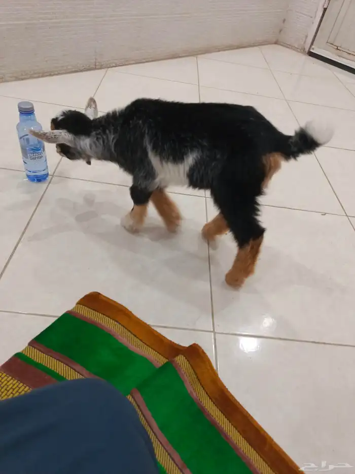 ماعز قزم عمره شهر 0
