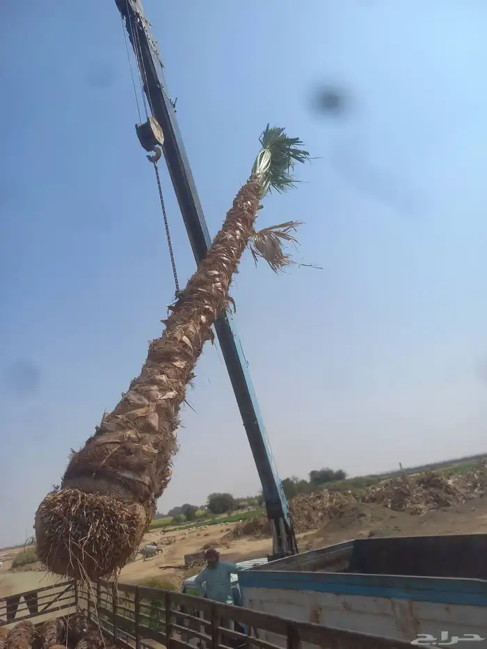 نخل واشنطني رينه ابومروحه درجه اولى 6