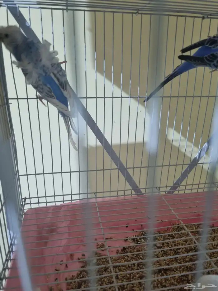 جوز هوقو منتج 1