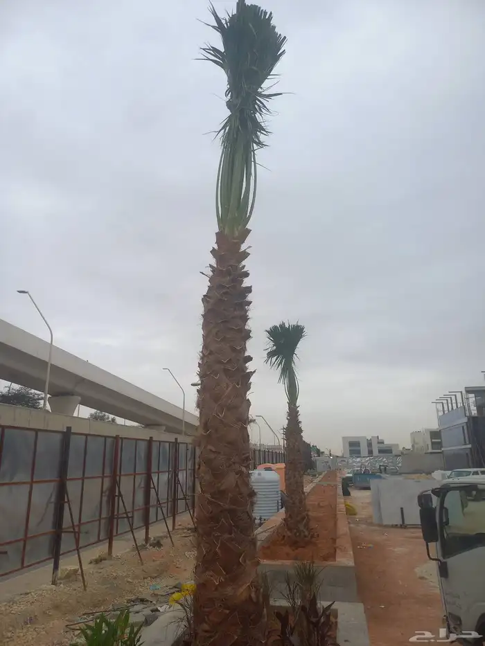 نخل واشنطني رينه ابومروحه درجه اولى 9