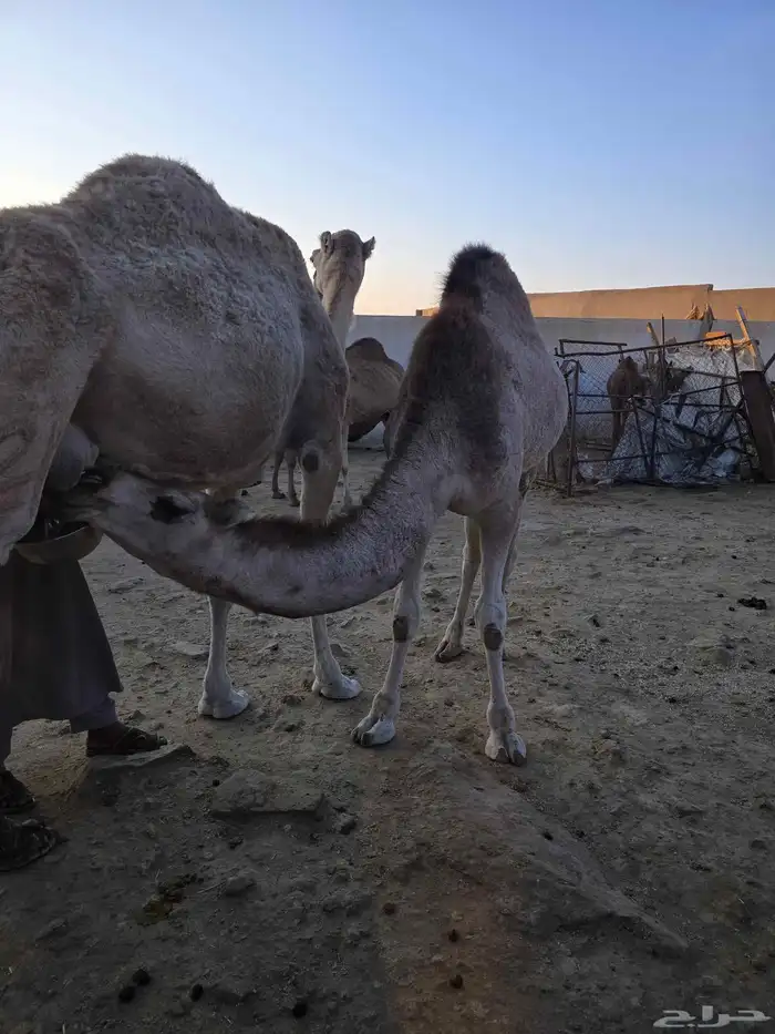 قعود وبكره للبيع 5