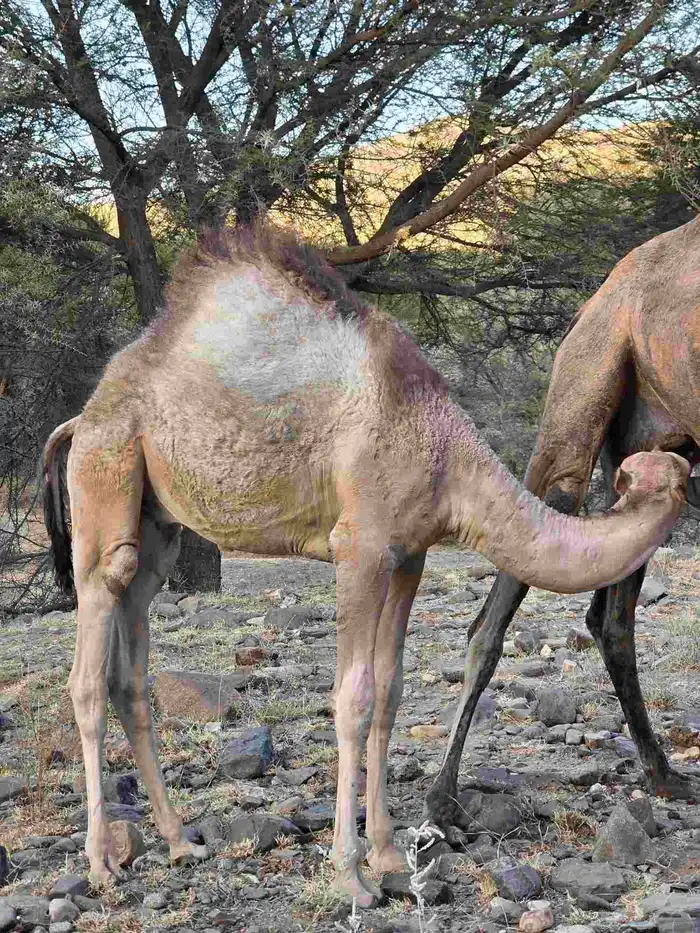 ماشاءالله تبارك الرحمن قعودين نضاف علي حليب امهاتها 1