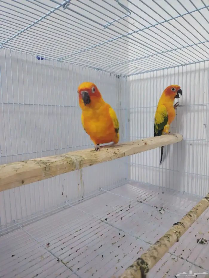 صن كنيور شمسي صبغه قويه ومنتج((تم البيع)) 0