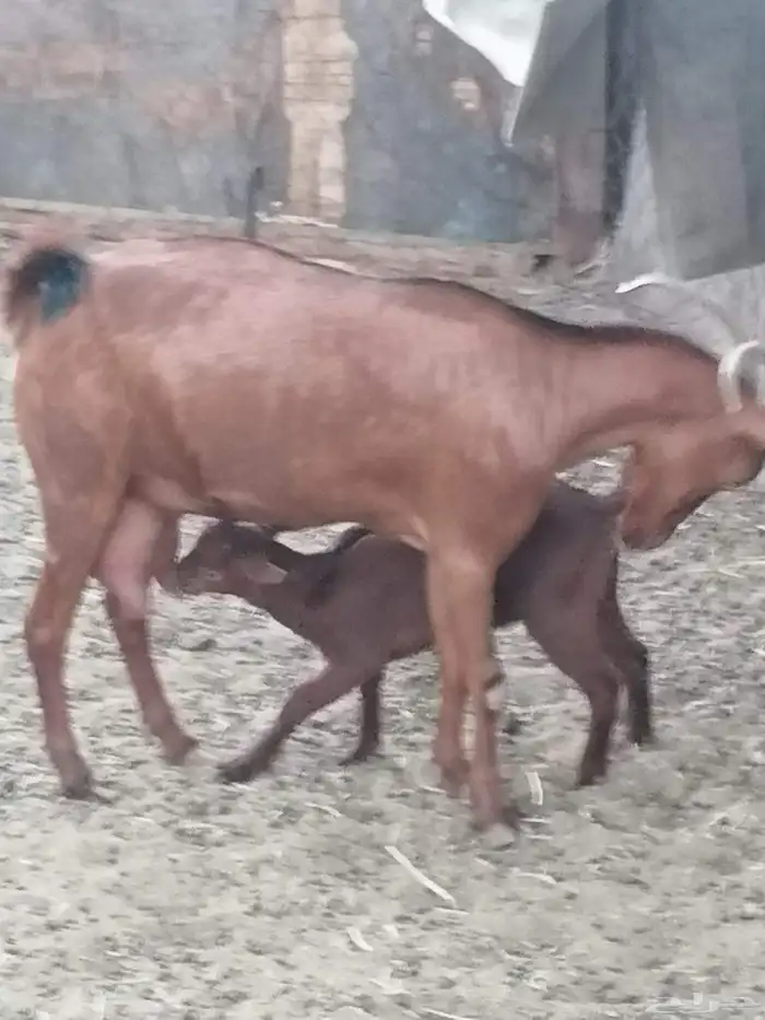 عنز محايلية والد للبيع 2