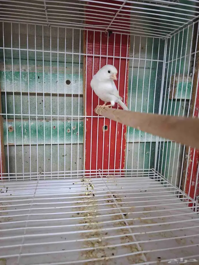 ذكور كناري ابيض( تم البيع ) 2