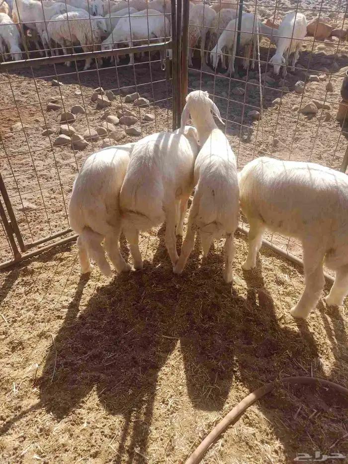 طليان للبيع 4