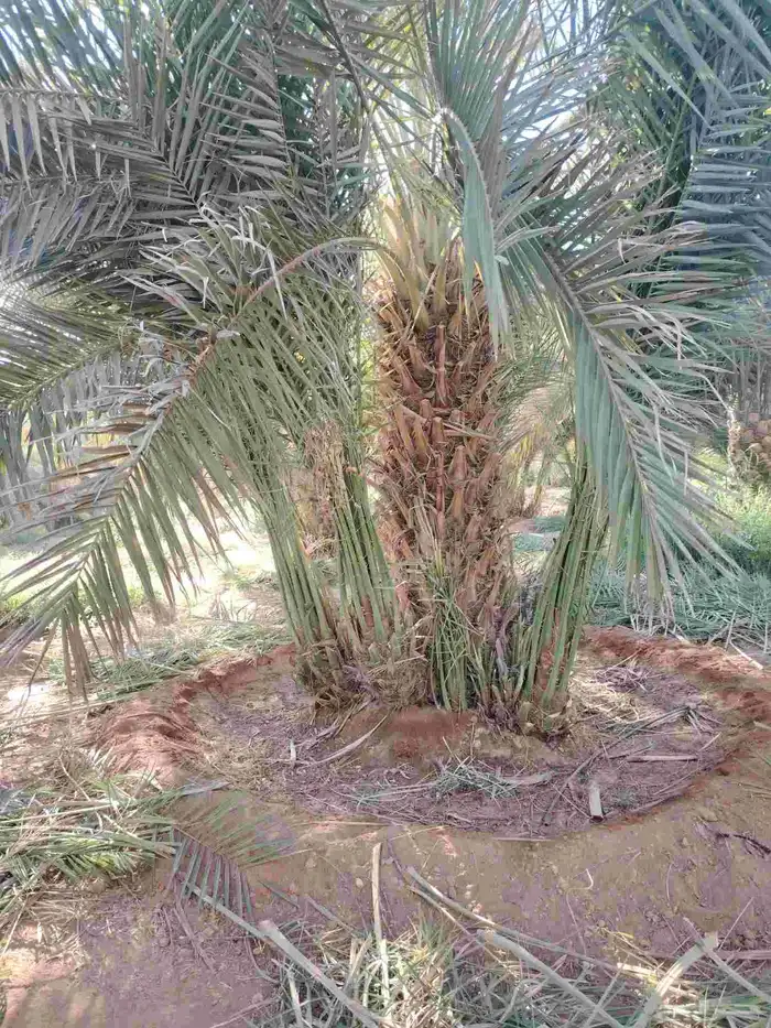 فسايل صقعي مطوق هبري للبيع العدد 300 3