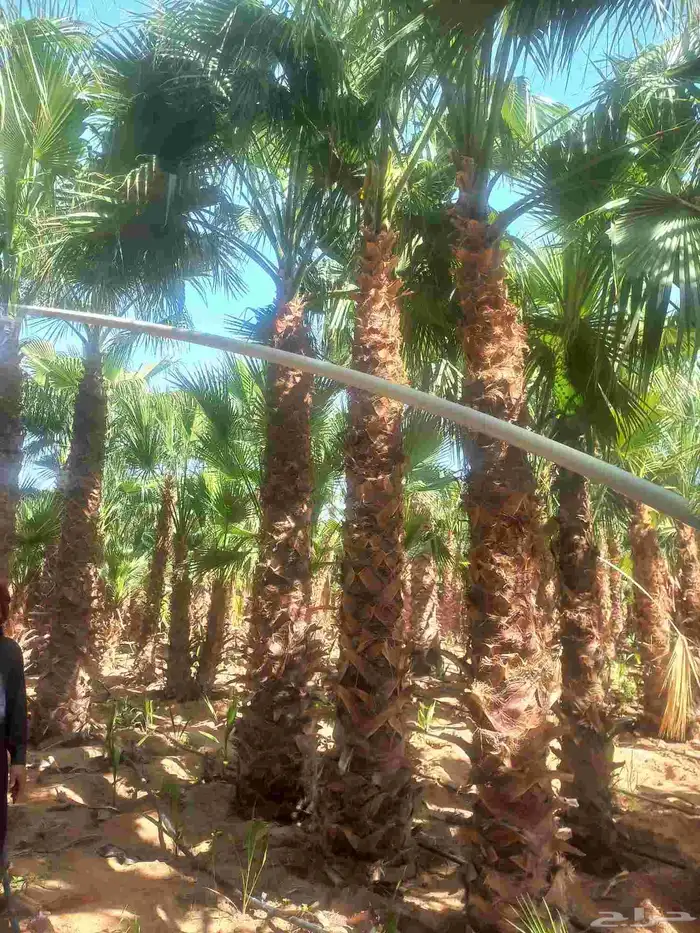 نخل واشنطني رينه ابومروحه درجه اولى 3