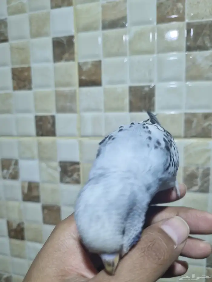 فرخ انجليزي اليف 1