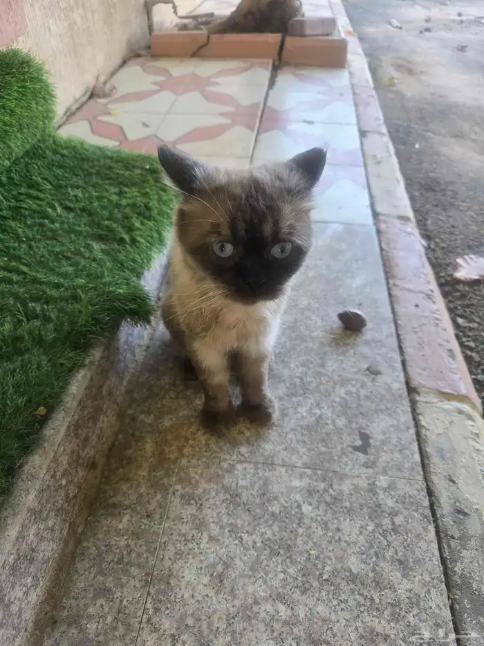 قطه للتبني 0