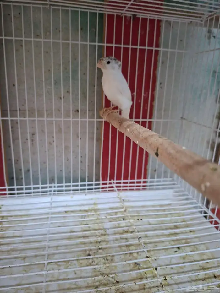 ذكور كناري ابيض( تم البيع ) 0