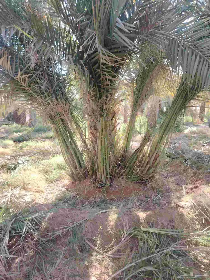 فسايل صقعي مطوق هبري للبيع العدد 300 1