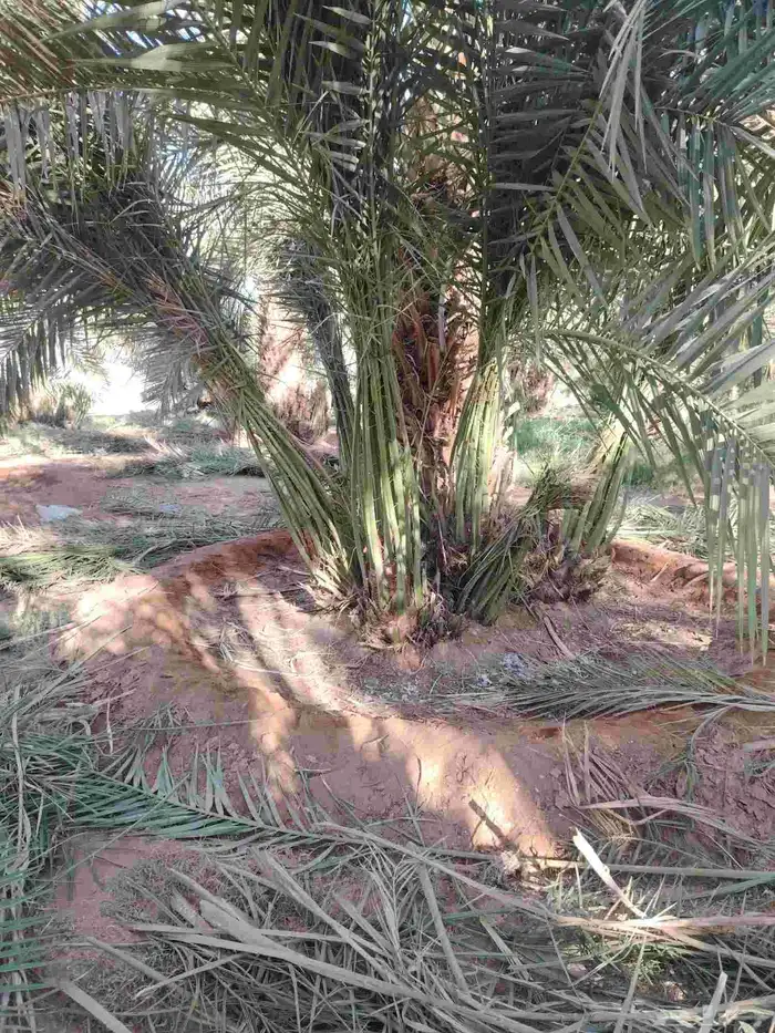 فسايل صقعي مطوق هبري للبيع العدد 300 0