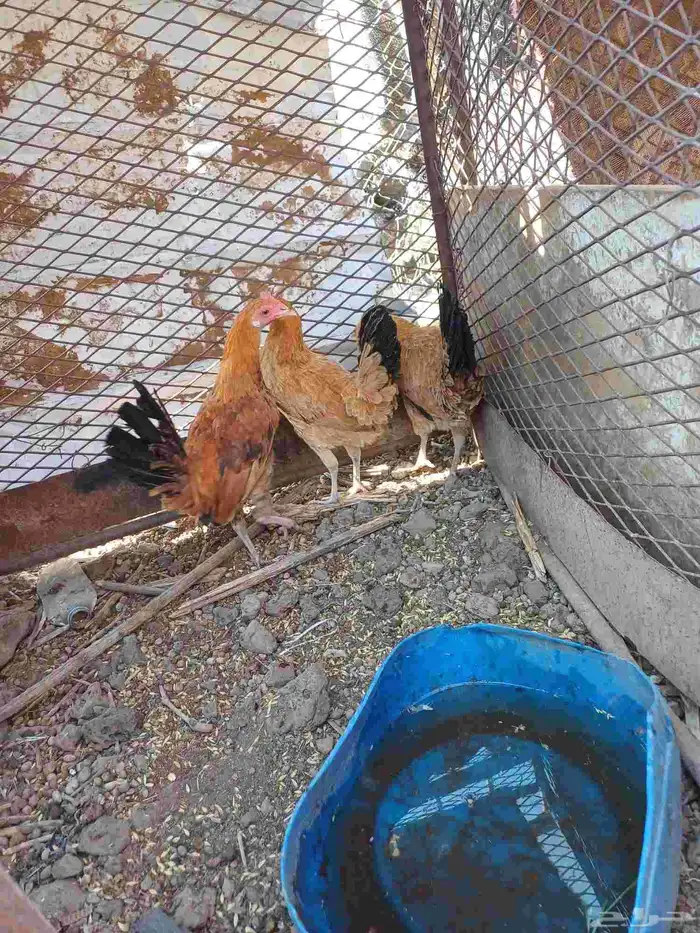 دجاج للبيع العمر 7 أشهر ديك وفروجتين الموقع الاكحل 0