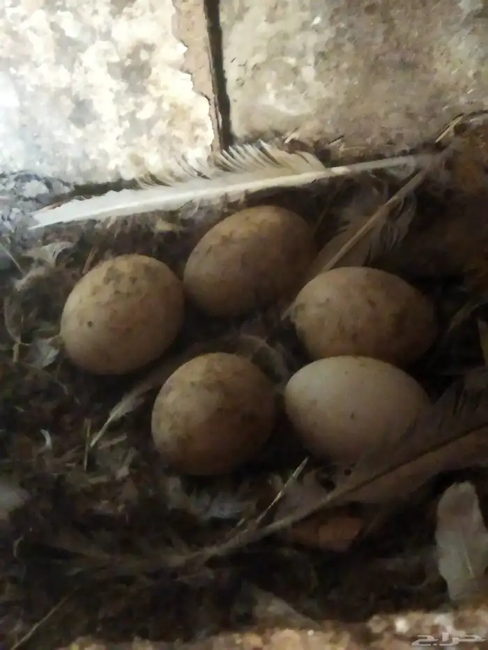 بط مصري للبيع بياض 3