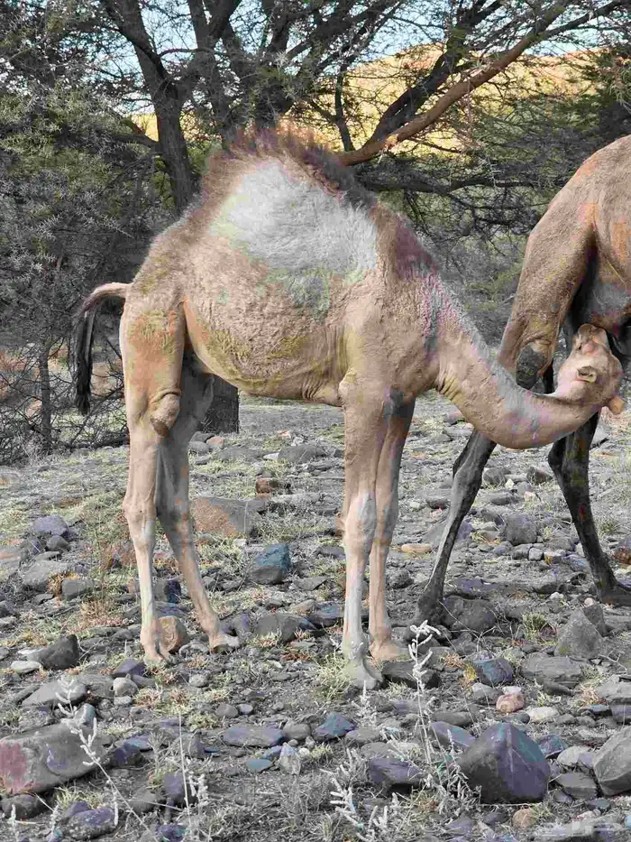 ماشاءالله تبارك الرحمن قعودين نضاف علي حليب امهاتها 0