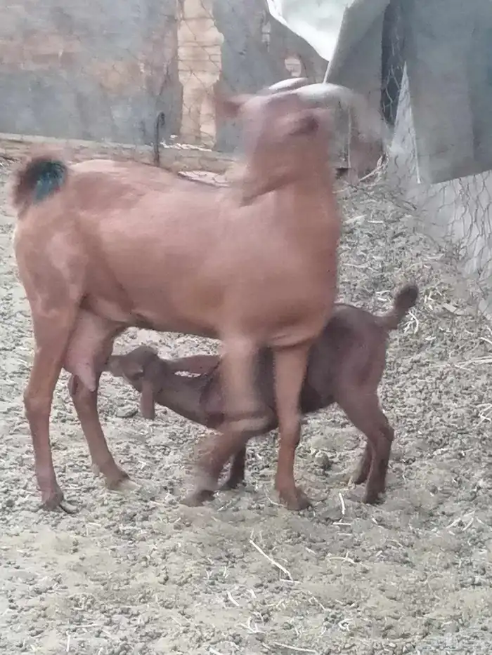 عنز محايلية والد للبيع 1