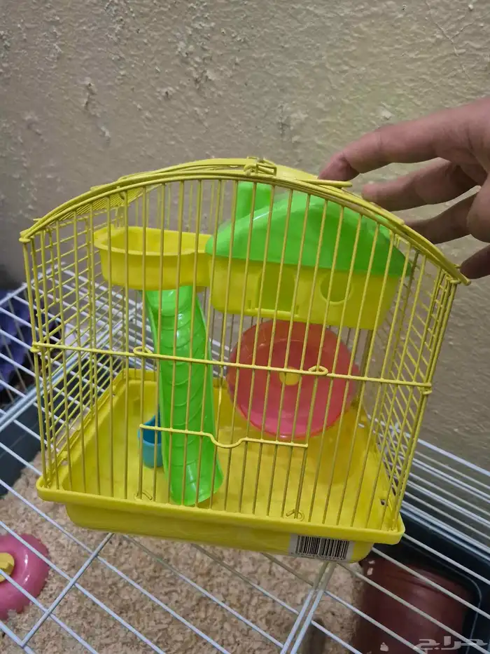 هامستر قزم للبيع 11