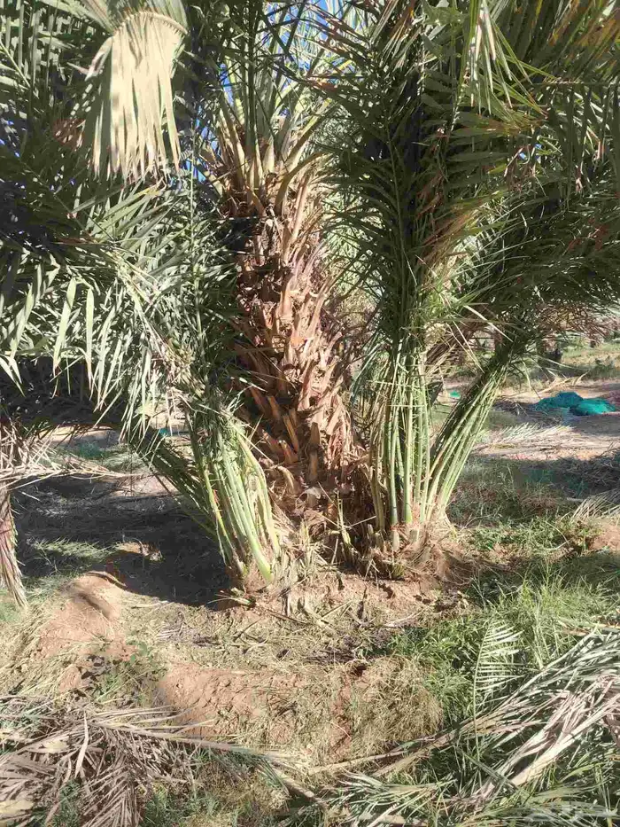 فسايل صقعي مطوق هبري للبيع العدد 300 4