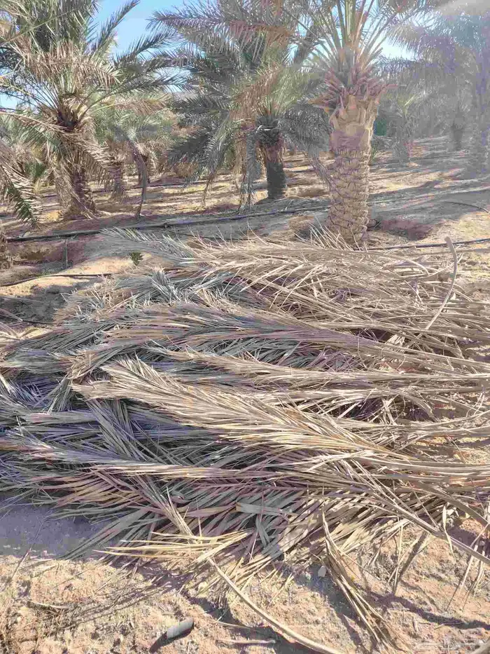 جريد نخل حمولة دنتين 0