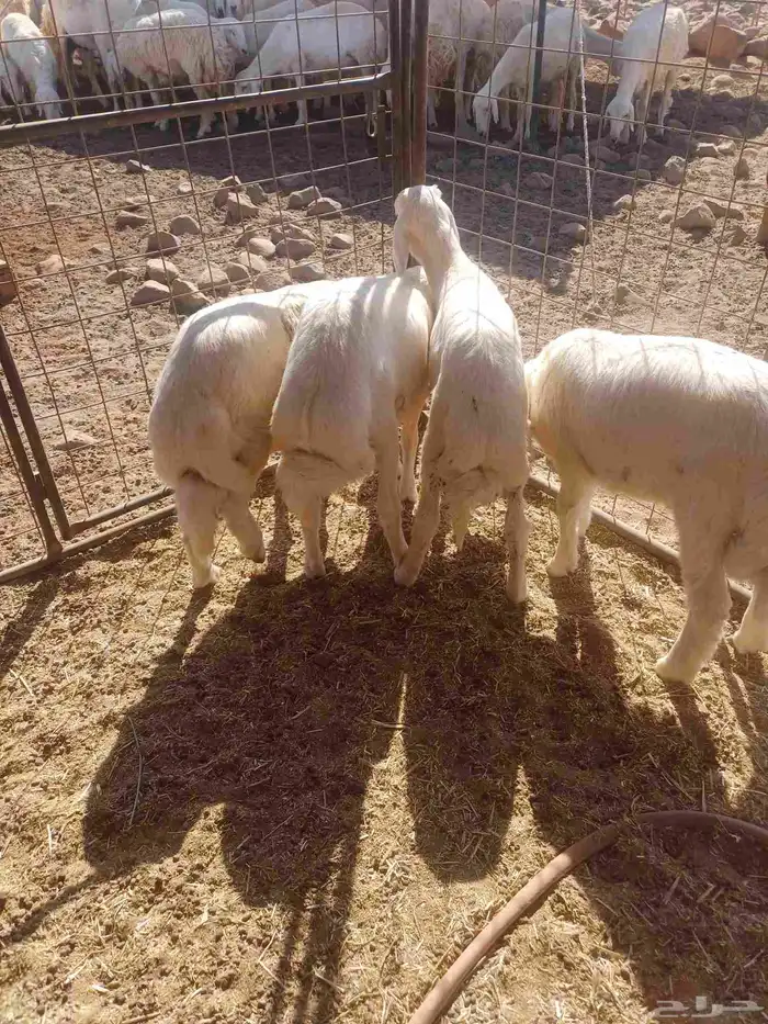 طليان للبيع 3