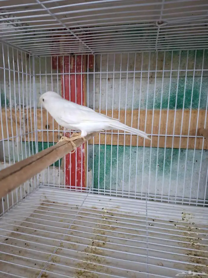 ذكر كناري ابيض تغريد( تم البيع ) 2