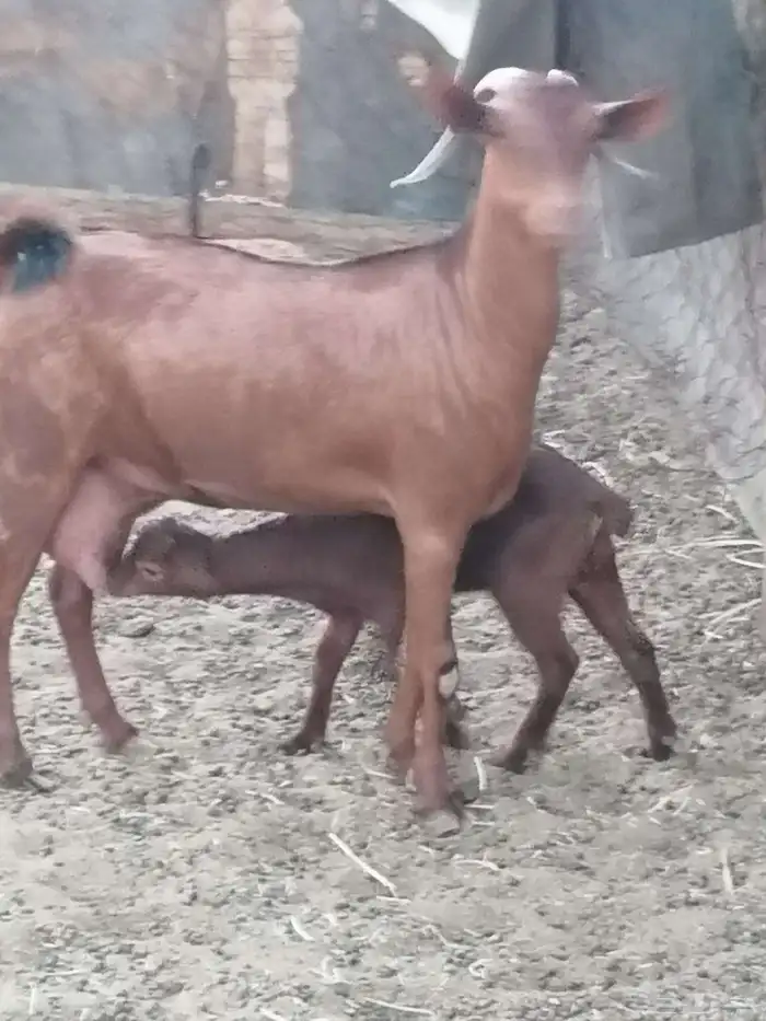 عنز محايلية والد للبيع 0