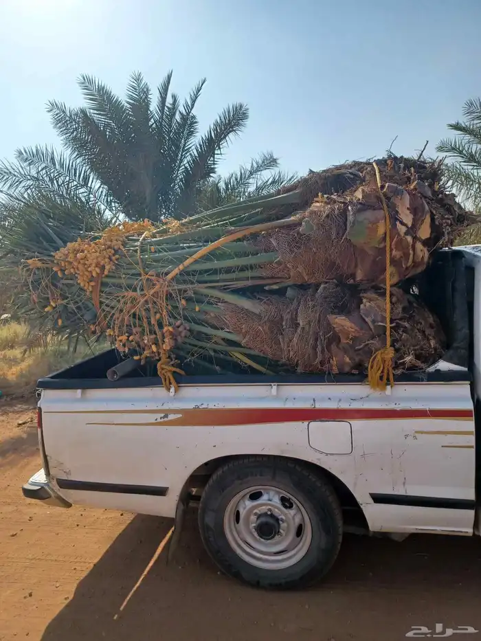 يوجد لدينا جميع انواع النخيل بكافت انوعه والمقاسات 1