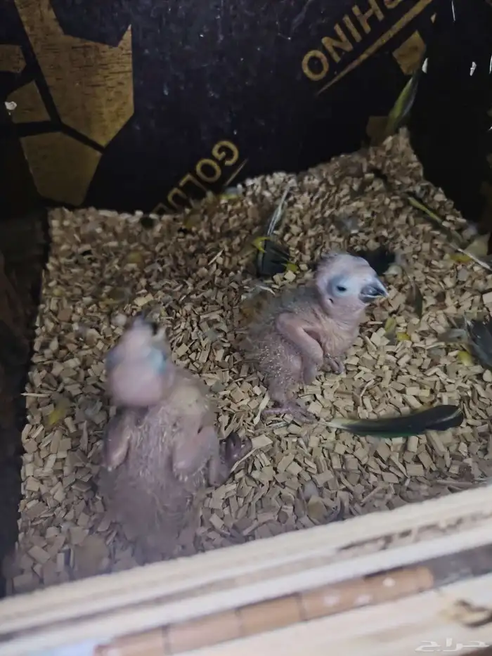 صن كنيور شمسي صبغه قويه ومنتج((تم البيع)) 3