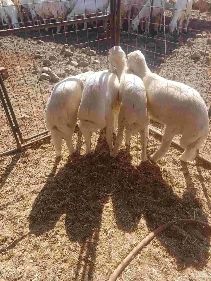 طليان للبيع 6