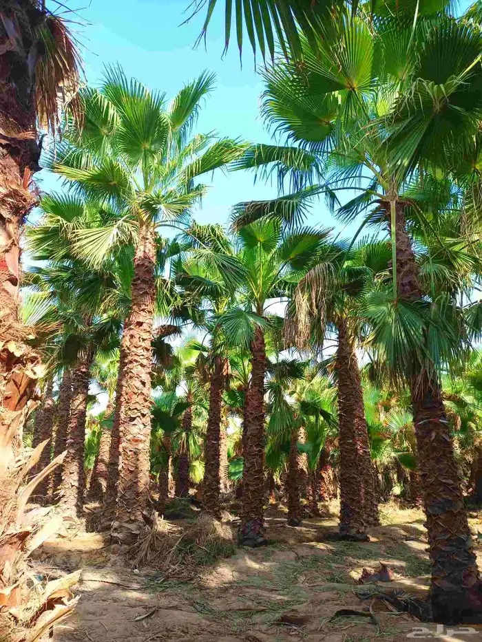 نخل واشنطني 0