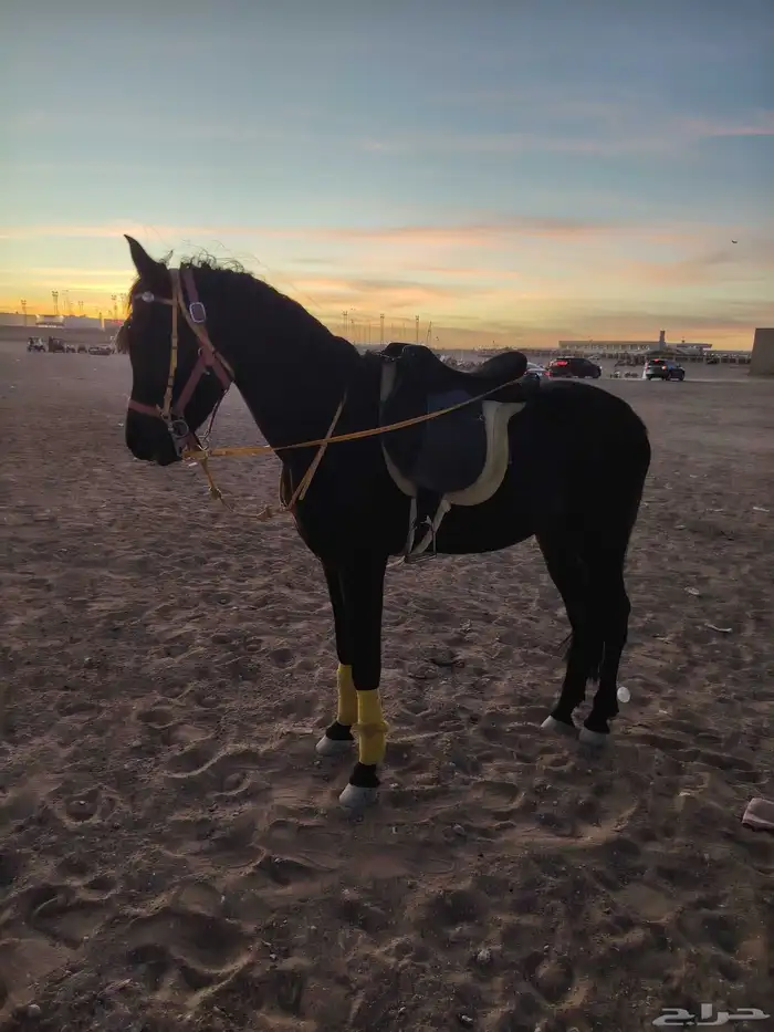 حصان شعبي العمر ثلاث سنوات اللون اسود فاخر كما موضح 7