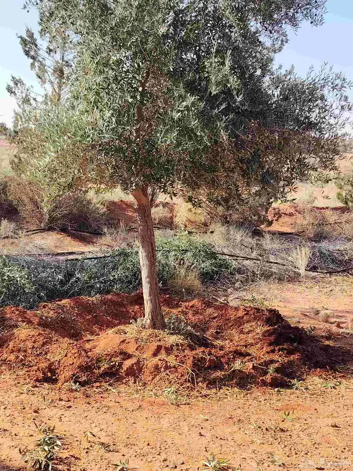 اشجار زيتون 1