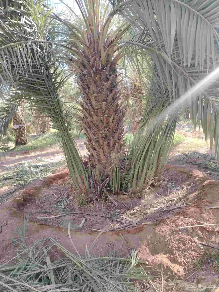 فسايل صقعي مطوق هبري للبيع العدد 300 2