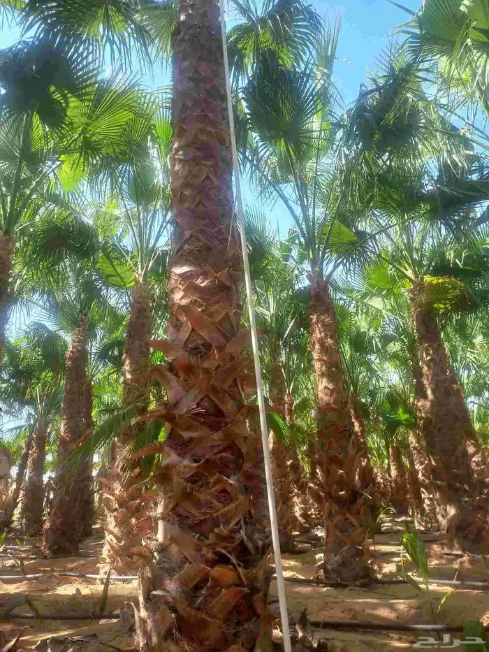 نخل واشنطني رينه ابومروحه درجه اولى 5