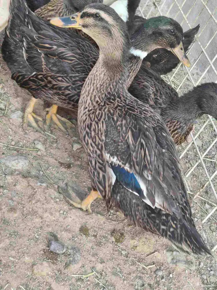 بط بري على السوم 0