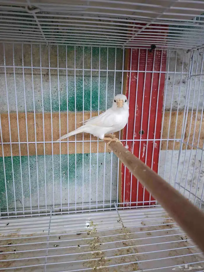 ذكر كناري ابيض تغريد( تم البيع ) 0