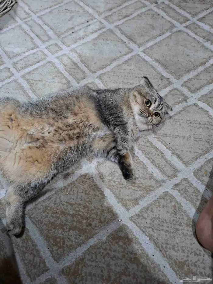 قطة أنثى للبيع 300 ريال اهم شي انسان يخاف الله فيها 1