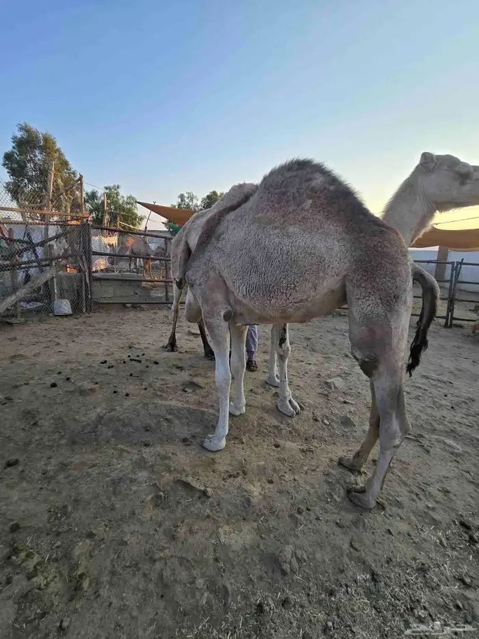 قعود وبكره للبيع 3