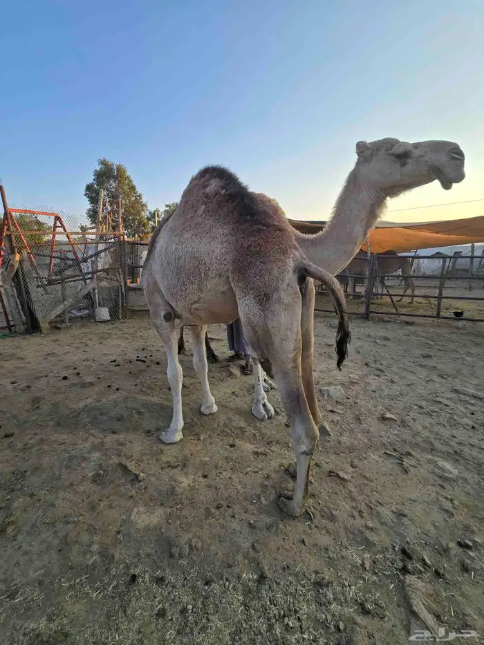 قعود وبكره للبيع 2